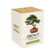 Grow It Bonsai Tree