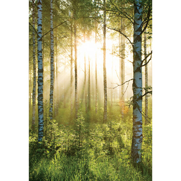 Forest Scene Deco Wall Mural | IWOOT