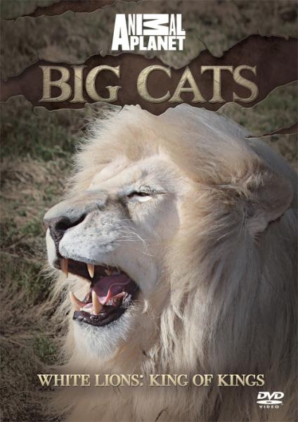 Discovery Channel Big Cats White Lions King Of Kings Dvd Zavvi Uk