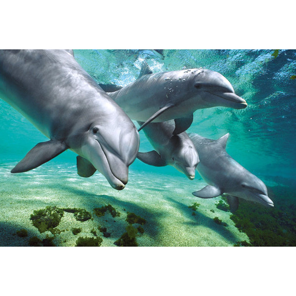 Dolphins Underwater Maxi Poster 61 x 91.5cm