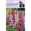 Sarah Ravens Penstemon Esprit Seeds
