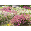 Heather Mix 12cm Calluna Garden Girls