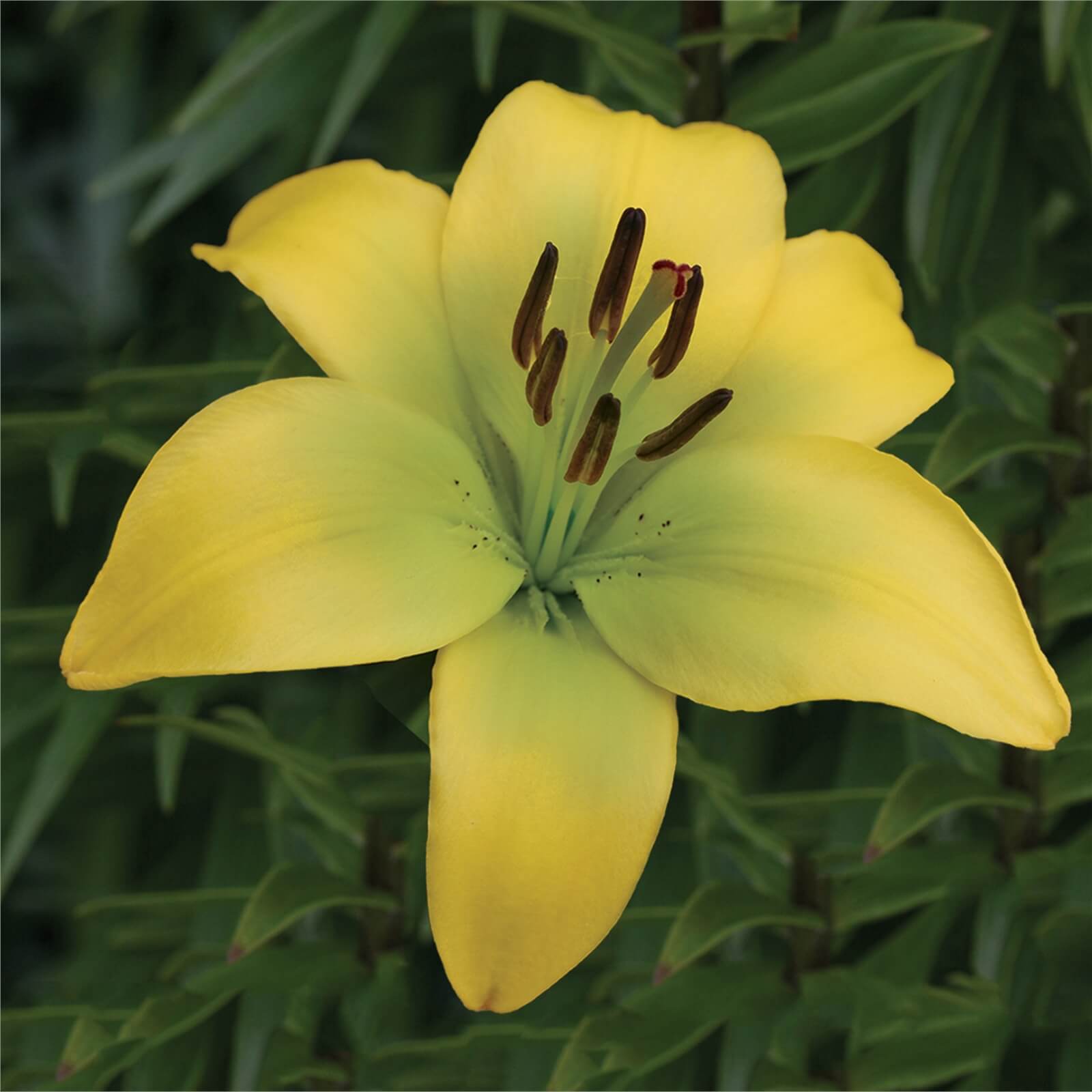 Classic Joy' Asiatic Lily 1.5L Homebase