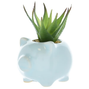 Candlelight Succulent in Pig Pot - Blue