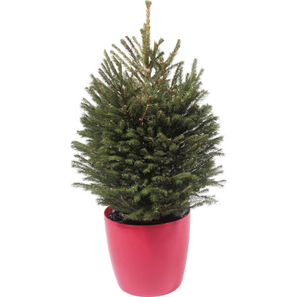 22.5ft Living Potted Norway Spruce Real Christmas Tree Homebase