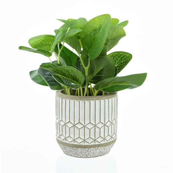 Leafy Plant in Cement Pot Large Homebase