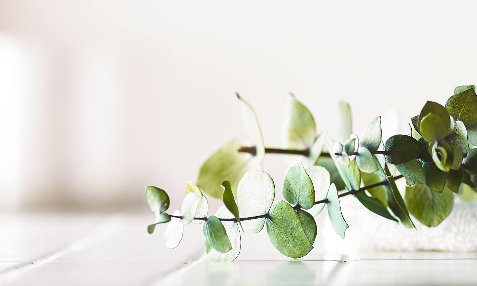 Eucalyptus Oil Uses & Benefits