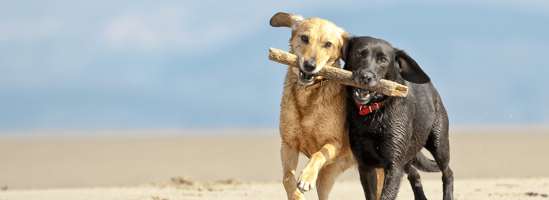 The Complete Guide to Dog Mating Purina BETA Breeders