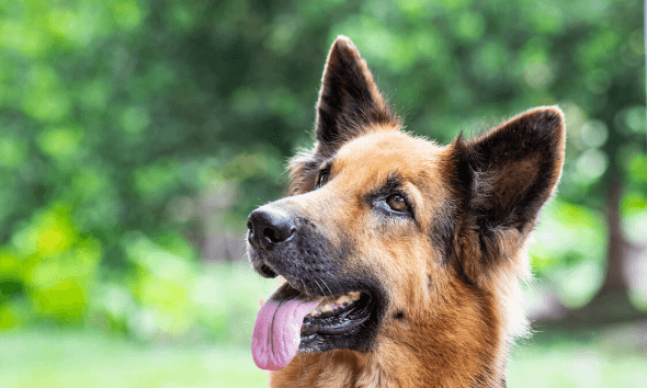 german shepherd purina