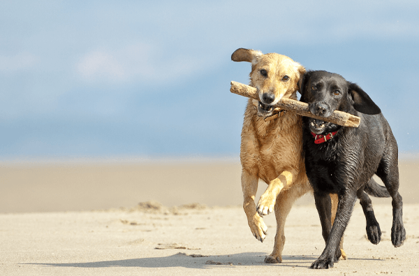 Breeding Dog In Silent Heat