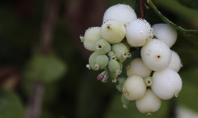 Snowberry Plant