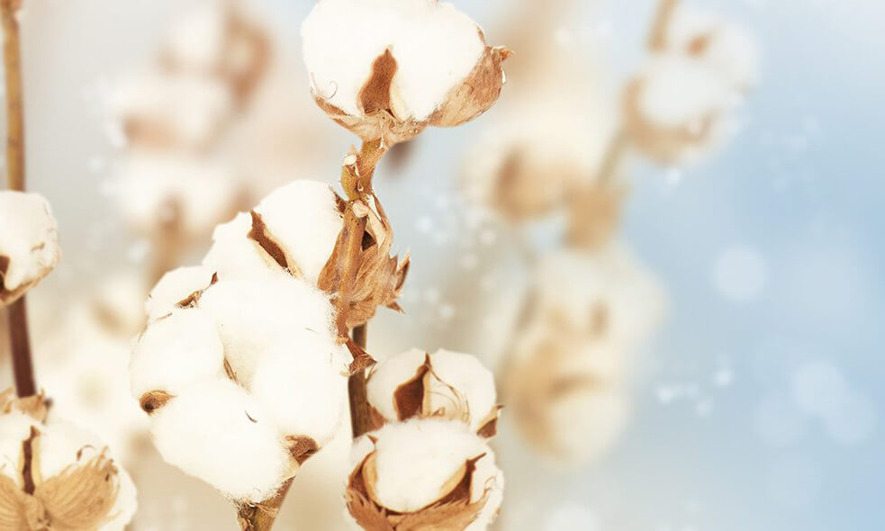 cotton