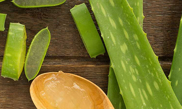 aloe vera