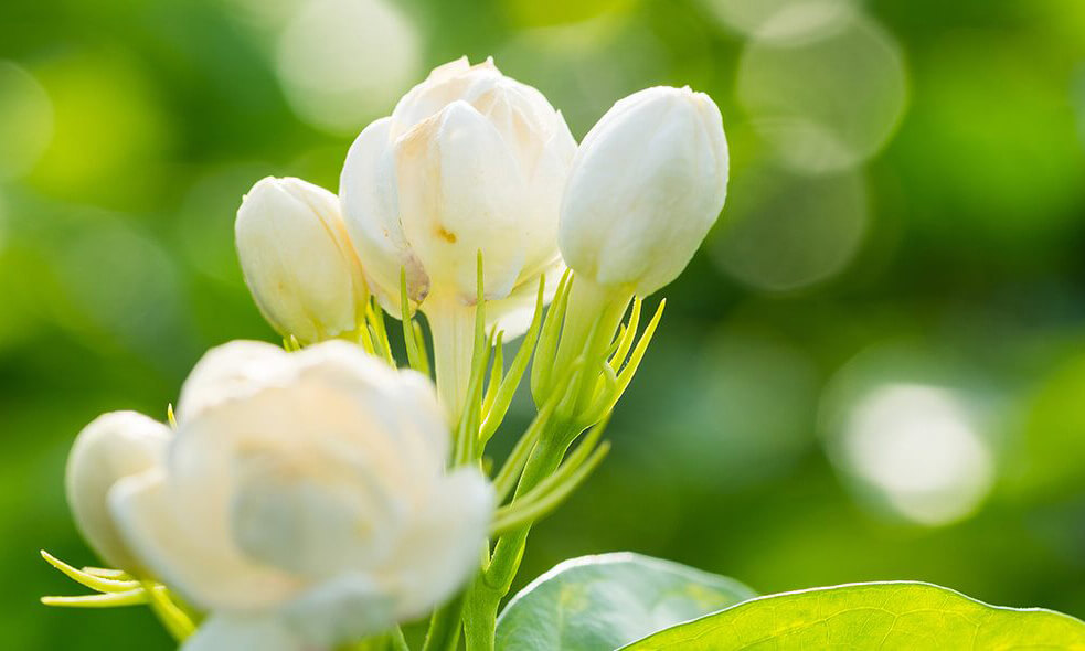 flower waxes
