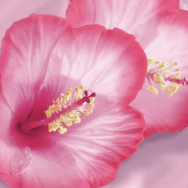 Hibiscus extract image