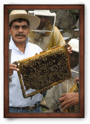 Honey ORIGIN: MEXICO