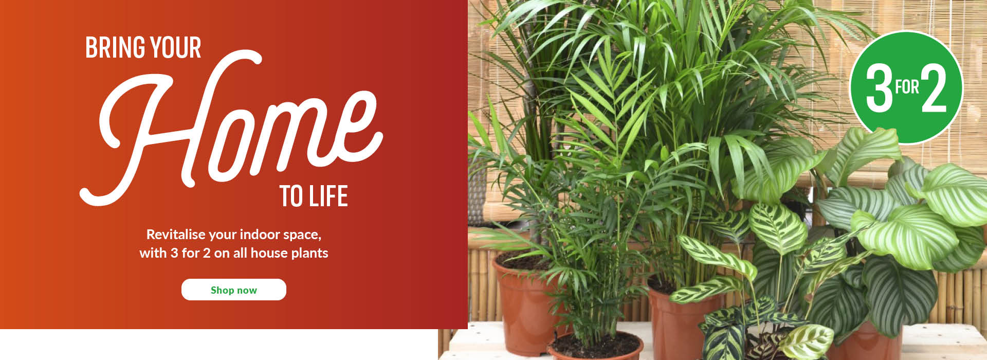 Plants, Seeds & Bulbs Garden & Outdoor Homebase