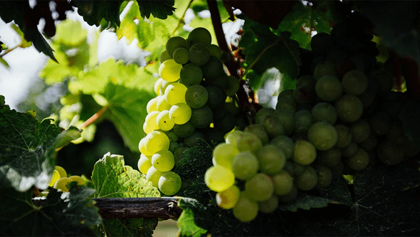 Repurposed Vinanza Grape
