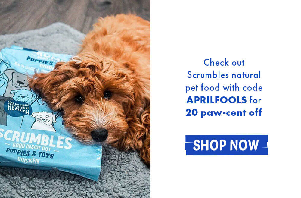 but you can still check out Scrumbles pet food with code APRILFOOLS for 20% off - SHOP NOW