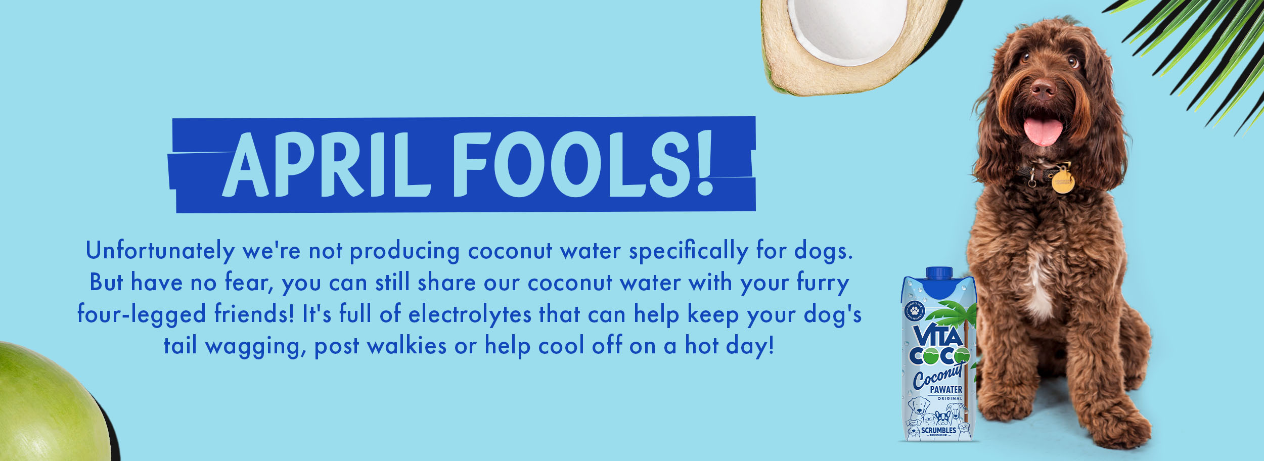 April Fools! - We do not sell coconut water for dogs.