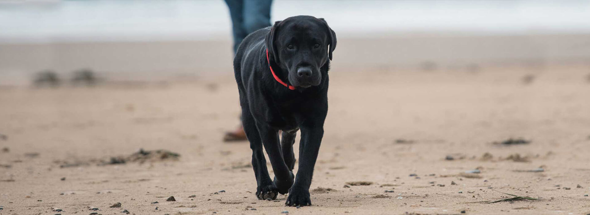 Schwarzer Hund läuft am Strand mit rotem Halsband