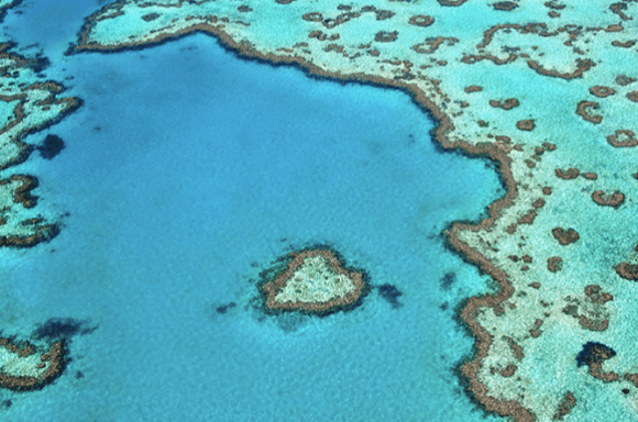 Grey water sage reef background image.