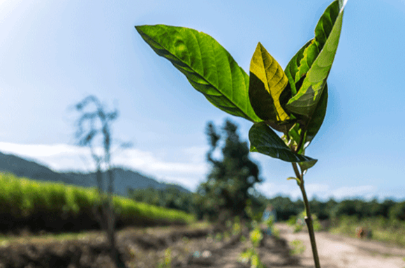 Plant leaf in soil with a clear blue sky background.