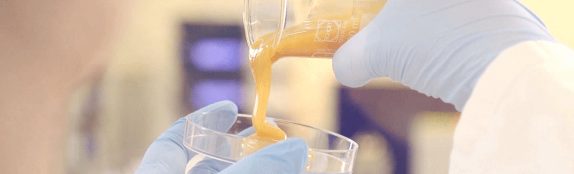 A scientist checking the quality of manuka honey by looking at its texture while flowing down honey from test-tube to watch glass.