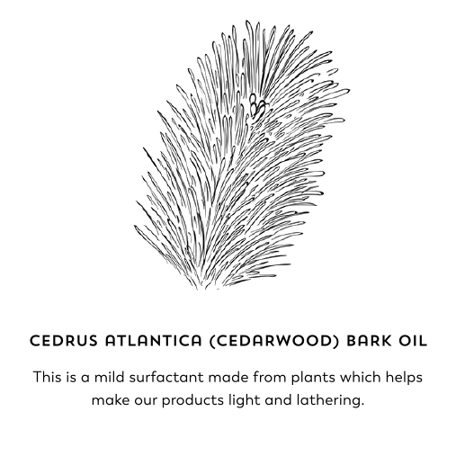 Cedrus atlantica (cedarwood) bark oil. This is a mild surfactant made from plants which helps make our products light and lathering.