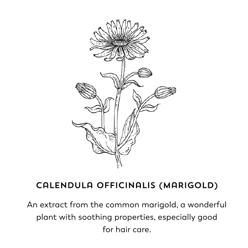 Calendula officinalis (marigold). An extract from the common marigold, a wonderful plant with soothing properties, especially good for hair care.