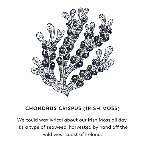 Chondrus crispus (Irish Moss). We could wax lyrical about our Irish Moss all day. It's a type of seaweed, harvested by hand off the wild west coast of Ireland.