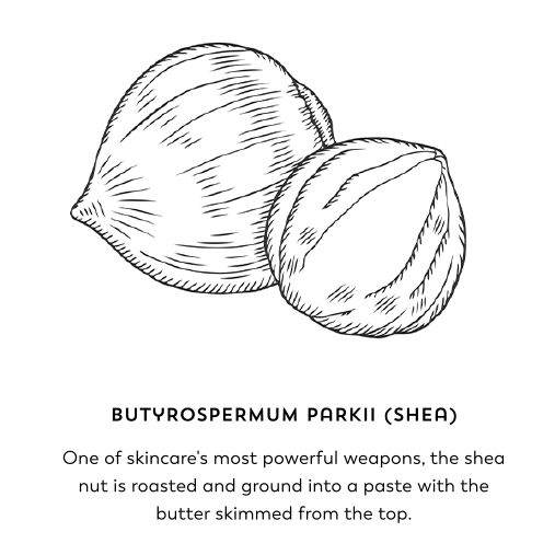 Butyrospermum parkii (shea). One of skincare's most powerful weapons, the shea nut is roasted and ground into a paste with the butter skimmed from the top.