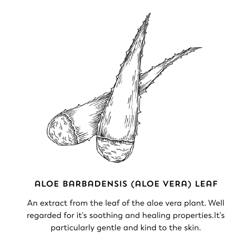 Aloe barbadensis (aloe vera) leaf. An extract from the leaf of the aloe vera plant. Well regarded for it's soothing and healing properties. It's particularly gentle and kind to the skin.