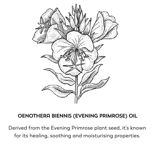 Oenothera biennis (evening primrose) oil. Derived from the Evening Primrose plant seed, it's known for its healing, soothing and moisturising properties.