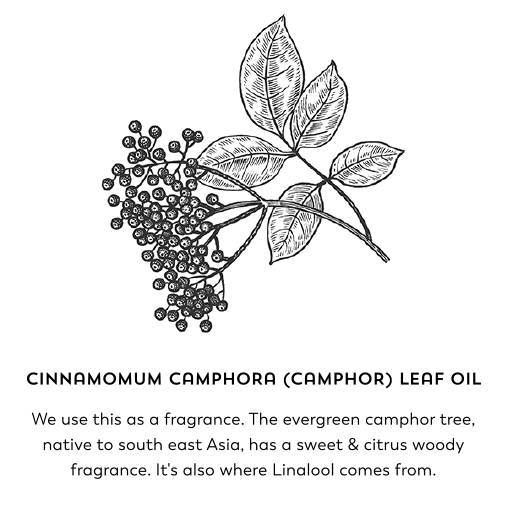 Cinnamomum camphora (camphor) leaf oil. We use this as a fragrance. The evergreen camphor tree, native to south east Asia, has a sweet and citrus woody fragrance. It's also where Linalool comes from.