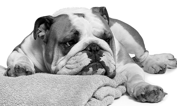 Bulldog